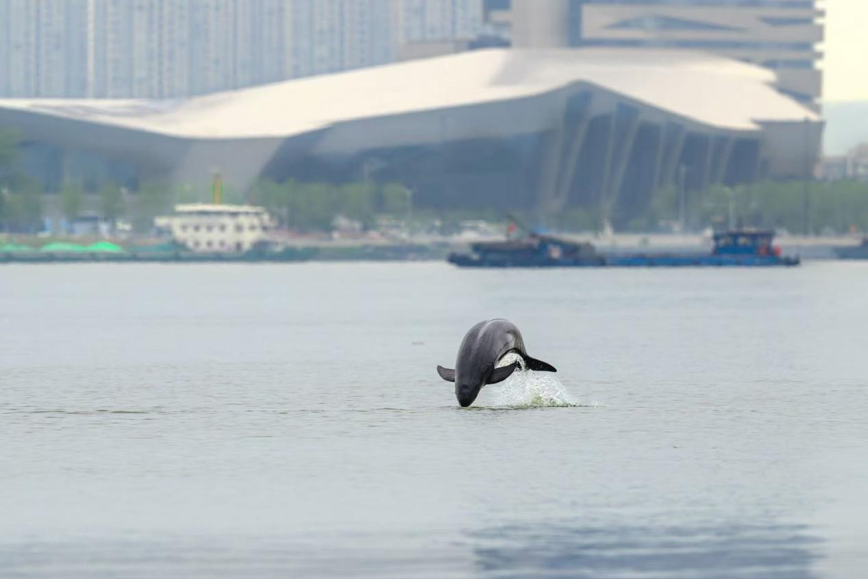 江苏省南京市长江江段，邂逅“微笑天使”，江豚跃出江面。 南京江豚水生生物保护协会供图