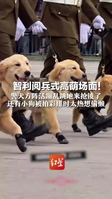 智利阅兵式高萌场面！警犬方阵活蹦乱跳地来抢镜了 还有小狗被拍彩排时太热想偷懒 当地民众抱怨：镜头时间太短了