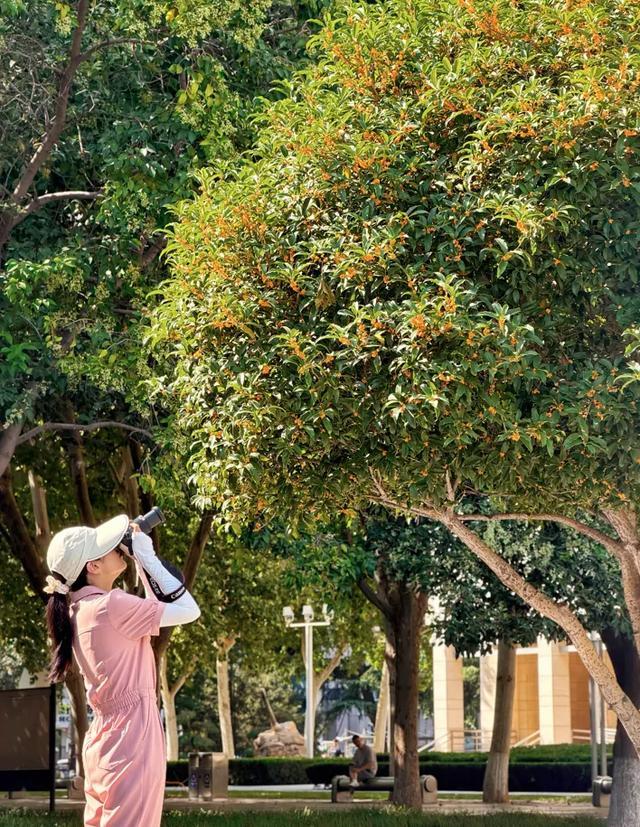 市民纷纷把镜头对准了桂花。 通讯员 陈帅 摄