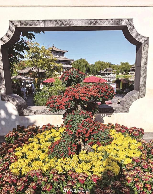 磁州水墨园里的菊花展（图片源于抖音博主4%）。