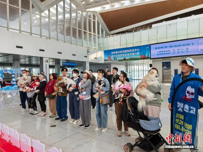 4月1日,韩国携宠入境旅游团抵达青岛开启三天旅程。管毓轩 摄