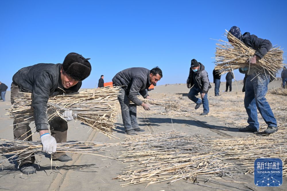 ↑ 在新疆和田地区墨玉县喀瓦克乡周边沙漠，当地农民在铺设草方格（1月11日摄）。