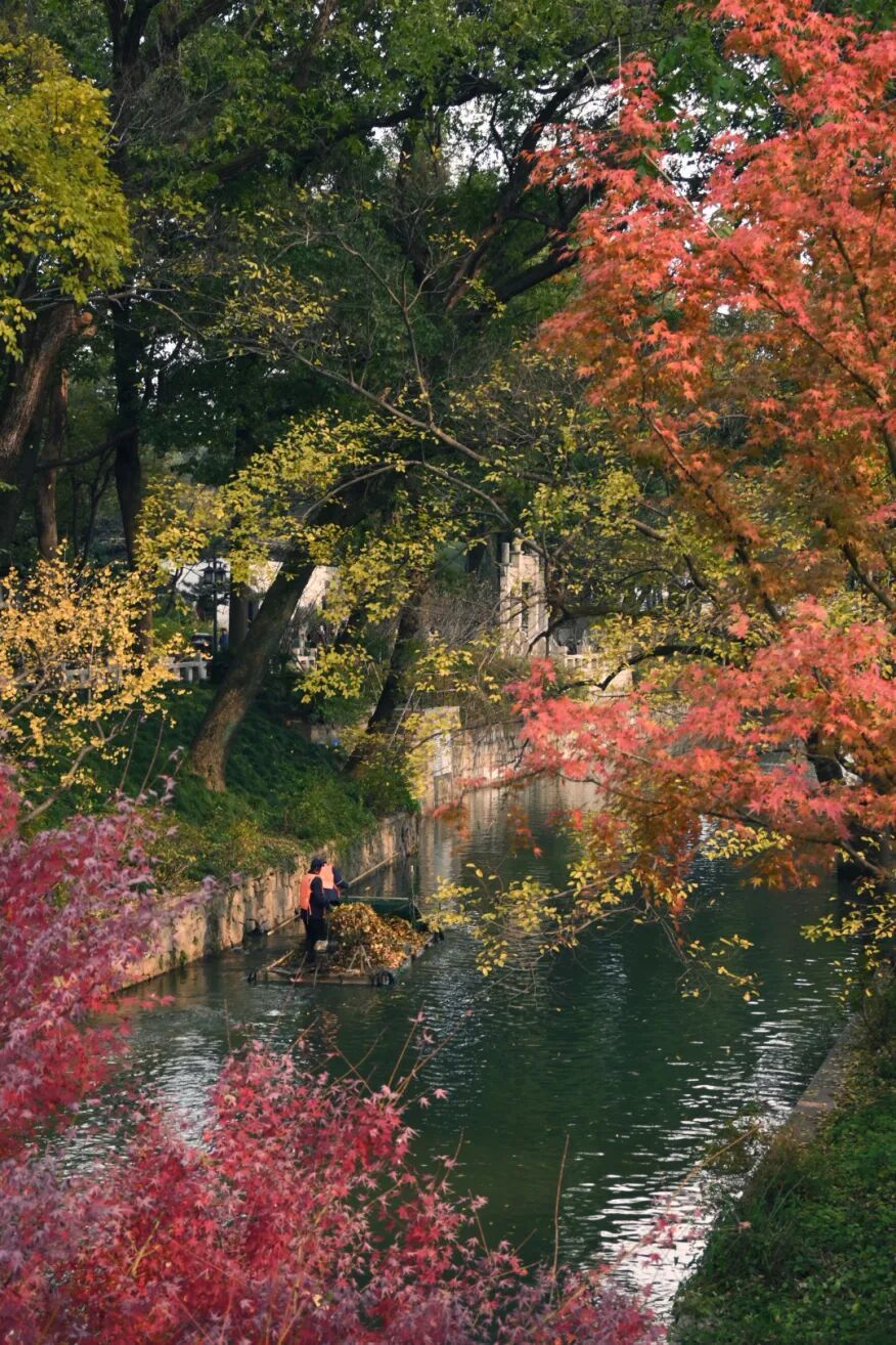 红枫.jpg