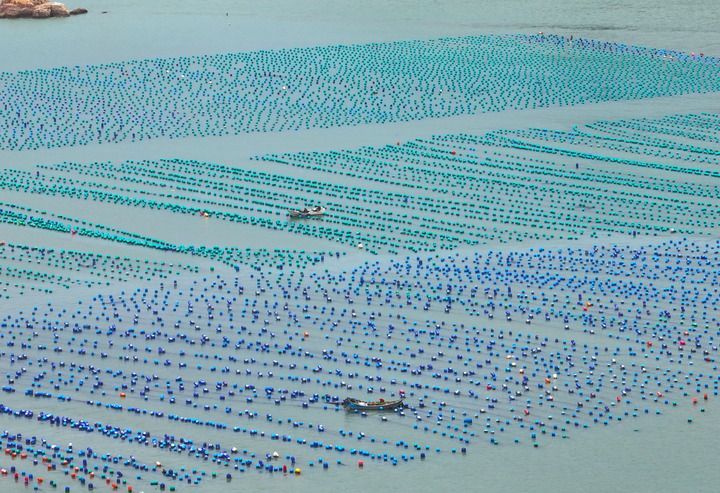 这是2026年4月2日在福建省福州市连江县定海湾拍摄的鲍鱼、生蚝等海产品养殖区(无人机照片)。新华社记者 林善传 摄