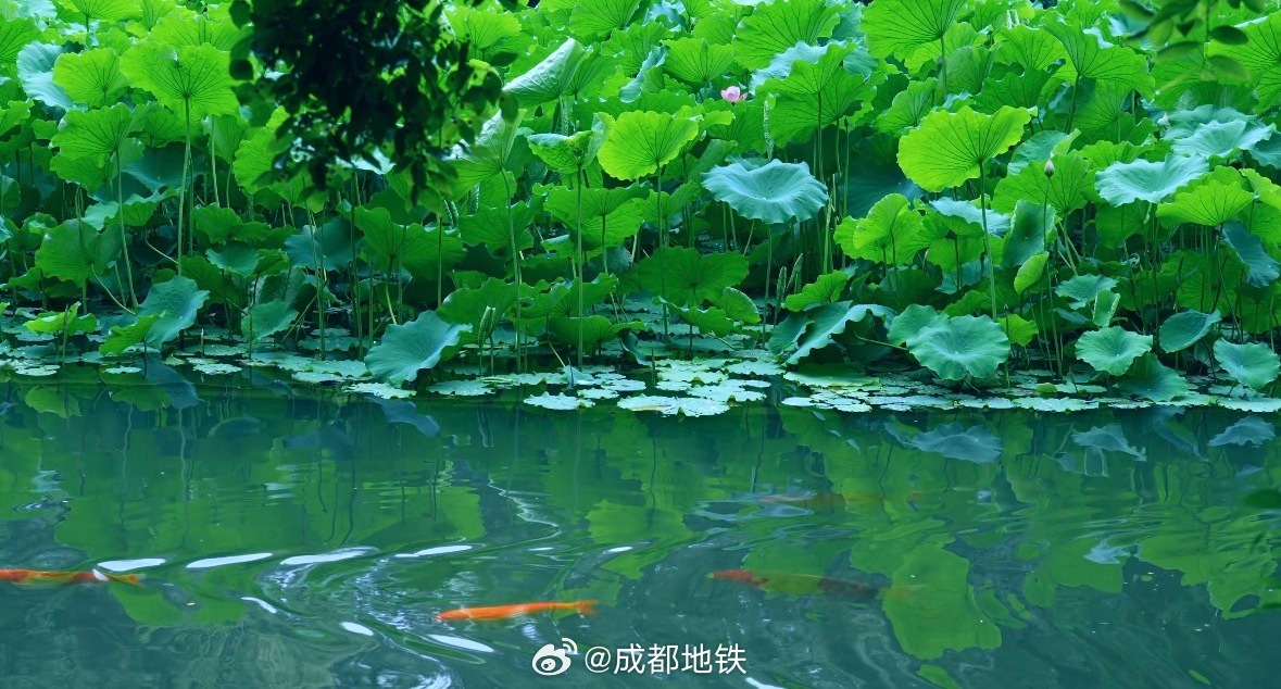 #坐地铁耍成都# 且听风吟，且看云散。乘坐地铁13号线/4号线至杜甫