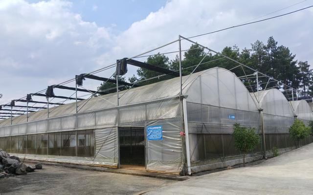 在施秉县,太子参种植与加工已成为当地的支柱产业,有效带动当地群众增收。