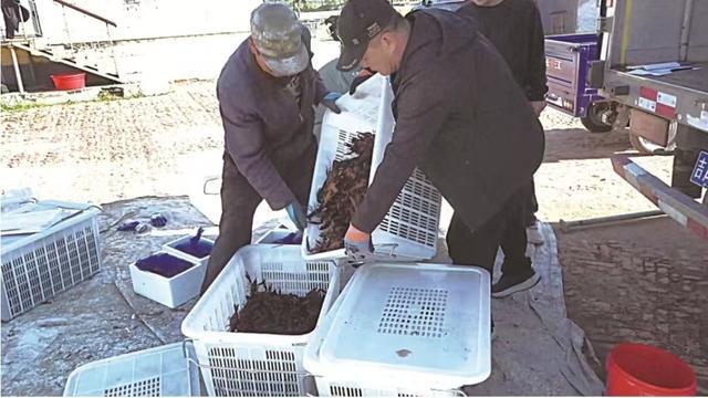 肇源寒地小龙虾丰收。