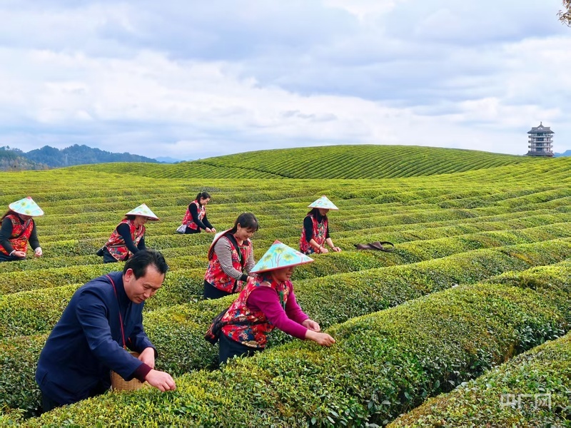 茶农正在贵州湄潭万亩茶海采茶（央广网记者栾小琳 摄）