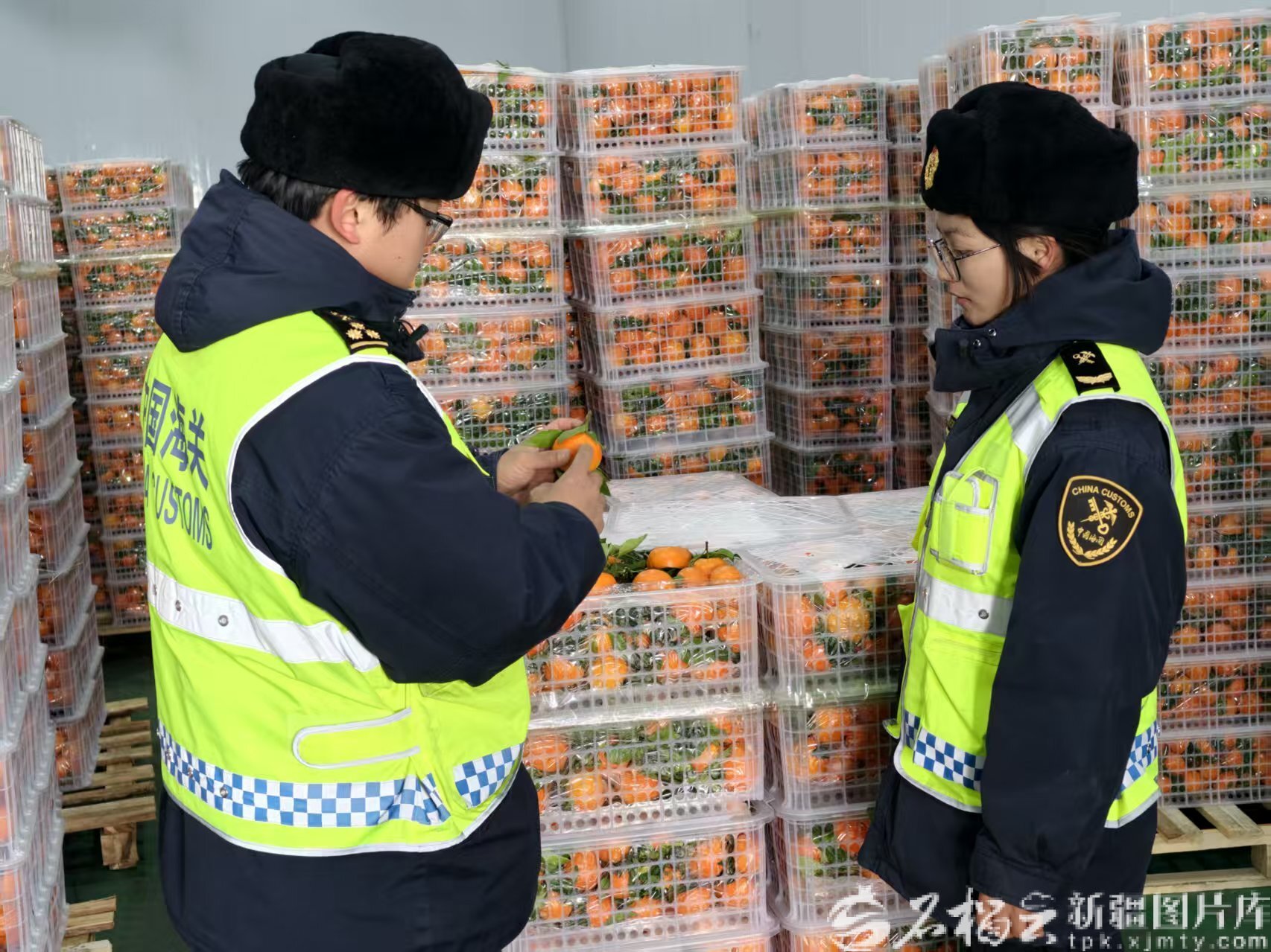 近日，吉木乃海关关员监管出口柑橘。王杨胤骐摄