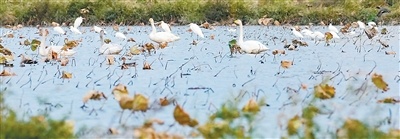 福建泉州市石狮蚶江湿地公园的天鹅。意大利籍摄影师 艾罗斯&middot;迪&middot;巴托洛梅奥摄