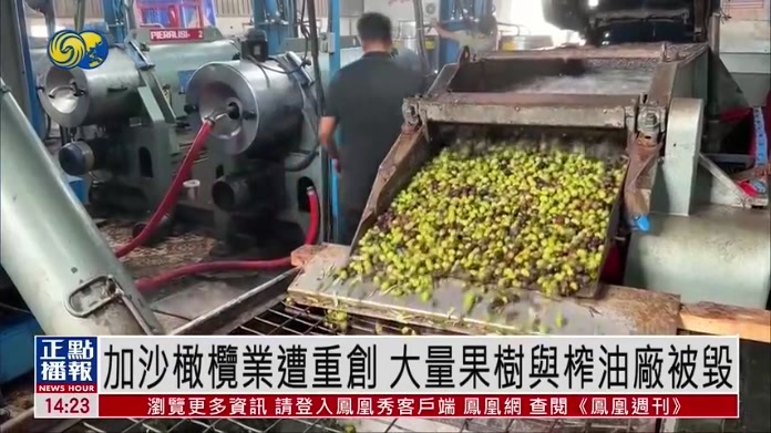 加沙橄榄业遭重创 大量果树与榨油厂被毁