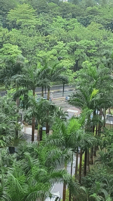 厦门日报拍客 六月浅夏 摄