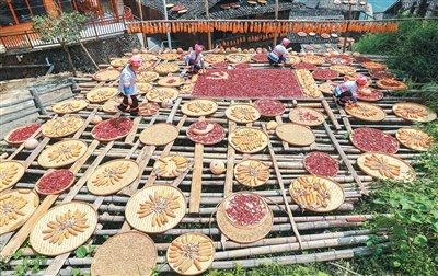 金秋时节,在广西壮族自治区桂林市龙胜各族自治县龙脊古壮寨,当地村民搭起架子进行“晒秋”,整理晾晒的农作物,古寨处处洋溢着丰收的喜悦。刘教清摄(人民视觉)