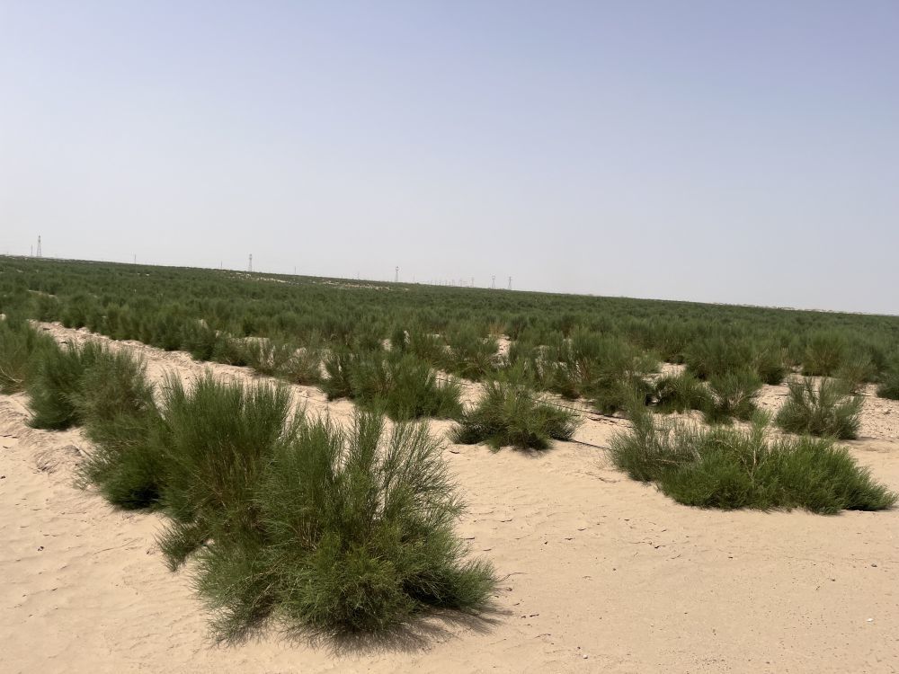 新疆阿克苏地区沙雅县盖孜库木乡防沙治沙综合示范区种植的梭梭。新华社记者杨林 摄