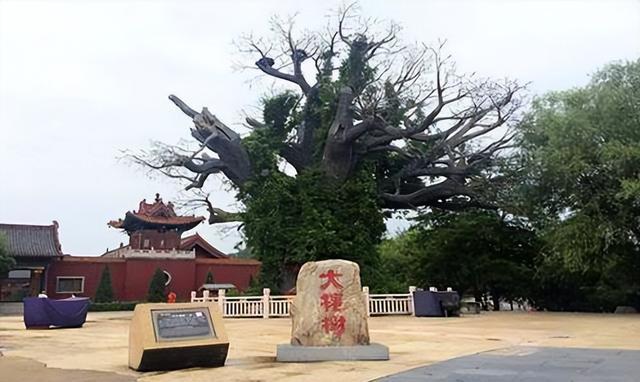 山西洪洞大槐树
