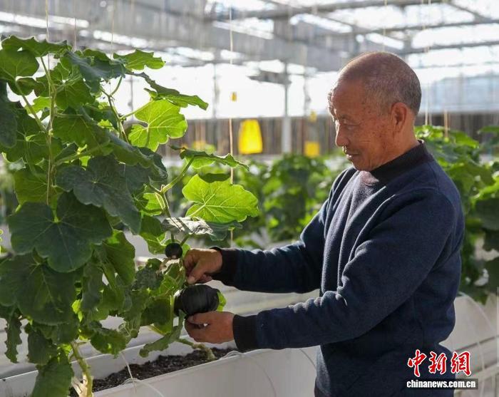 高平市寺庄镇釜山村现代农业智慧科技园的贝贝南瓜迎来丰收。冯甘霖 摄