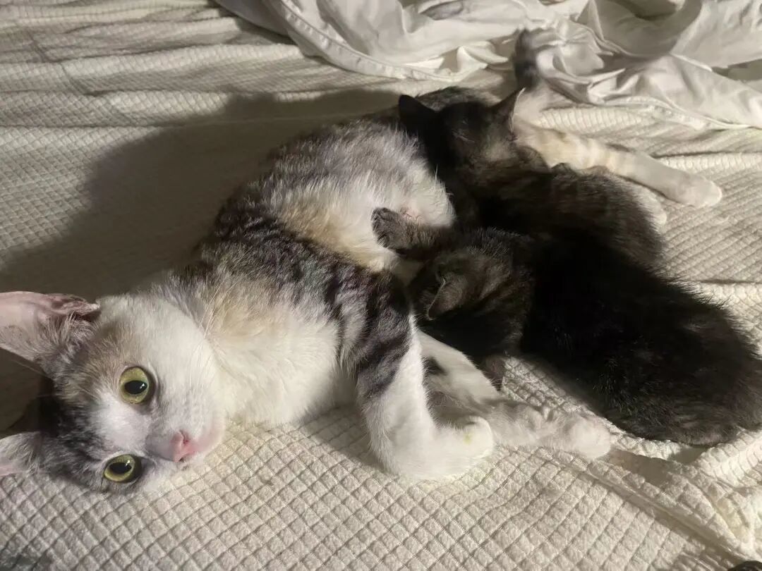 有人扬言要直播淹死猫咪。小猫被警察解救后,目前由木木救助。