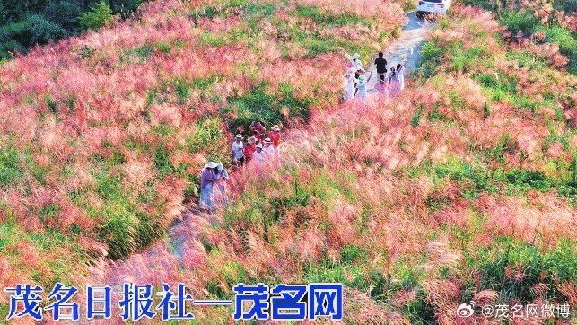 【信宜英帽顶邂逅醉美粉色浪漫】金秋十月，重阳时节，信宜东部山区秋色渐