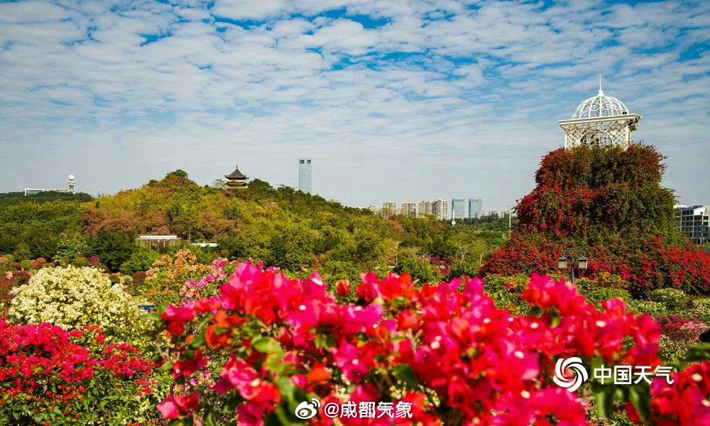 #被一株三角梅燃到了# 三角梅盛放的场景真是又美又壮观，隔着屏幕都是