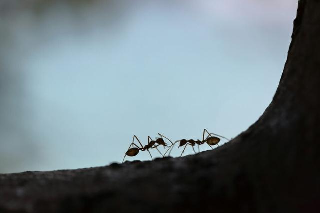 两只蚂蚁相互作用。 （马克西姆&middot;舒托夫/Unsplash）