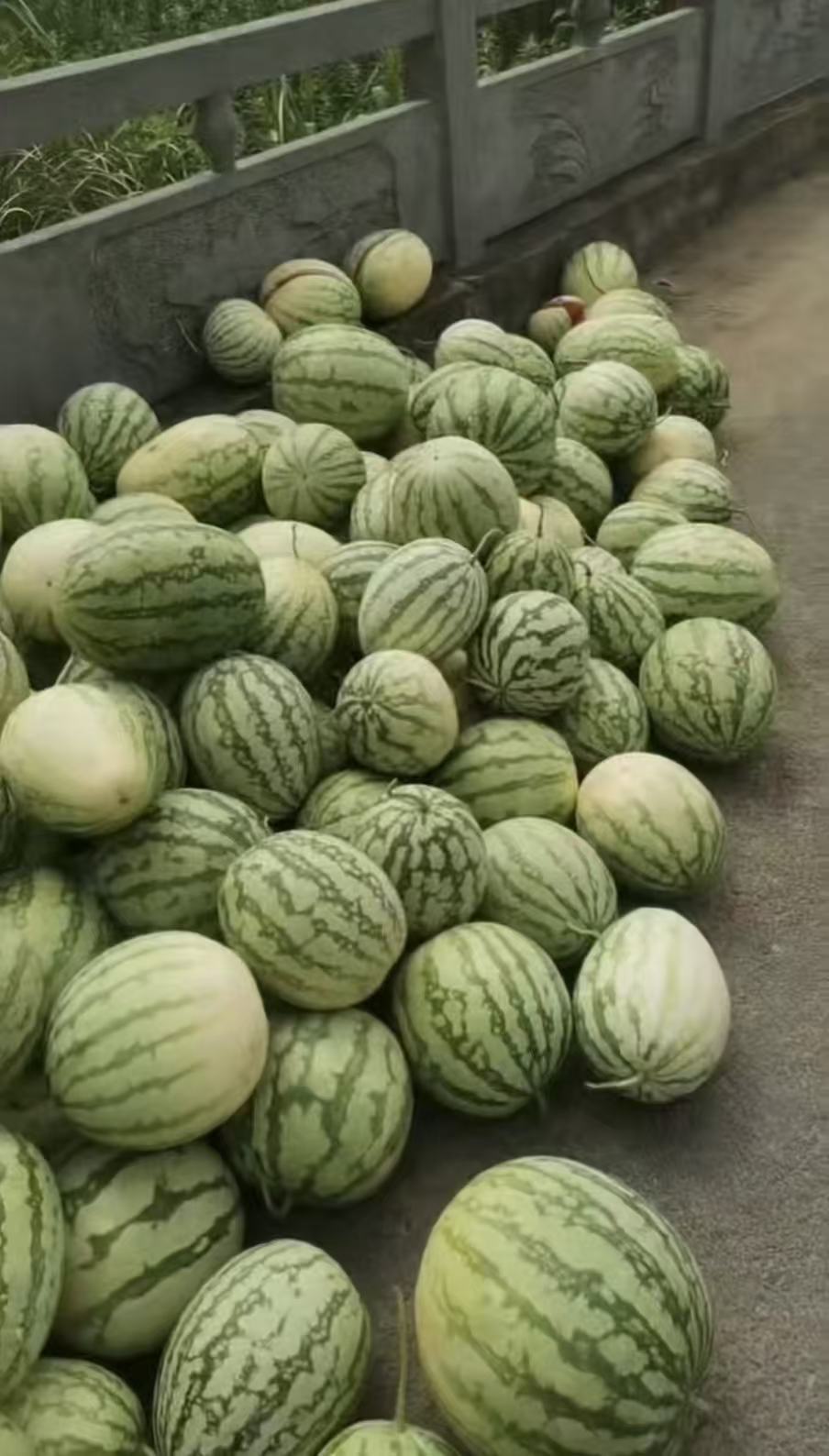 两户瓜农滞销的西瓜