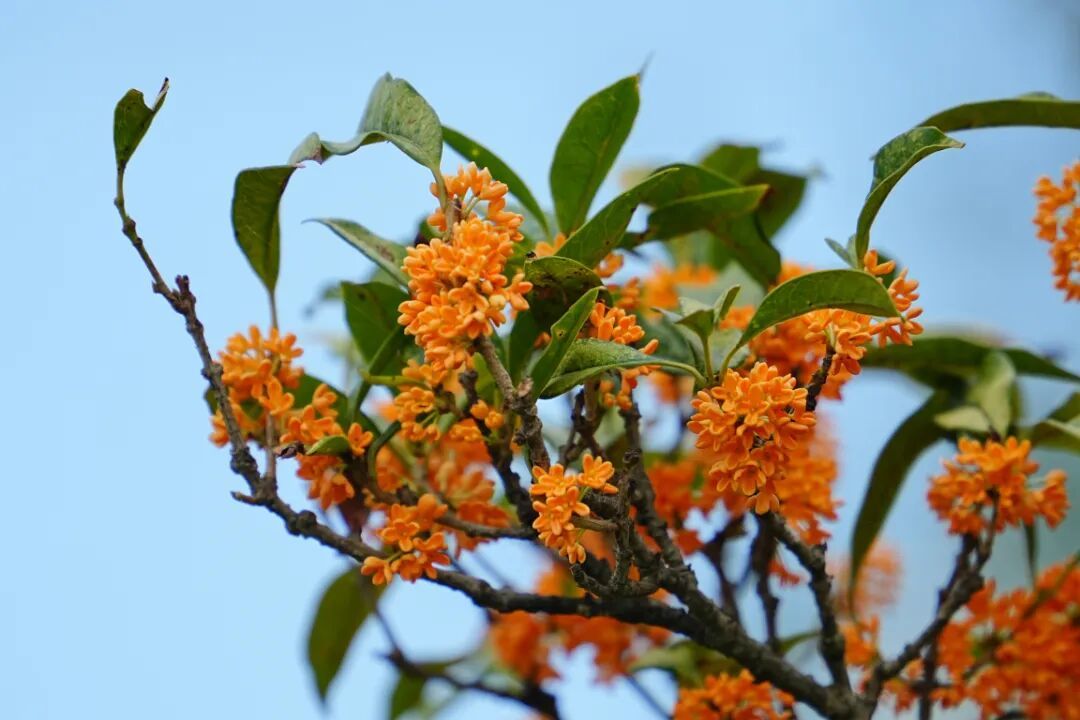 摄图网_701584011_秋季枝头的丹桂桂花素材_(企业商用).jpg