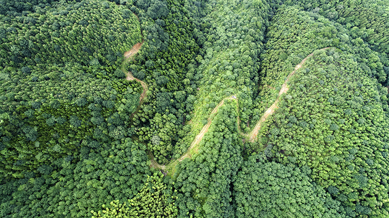 旌德山间林地,满目青翠。旌德县委宣传部供图