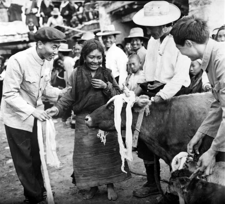 图为翻身农奴分到了牛（1959年摄）。