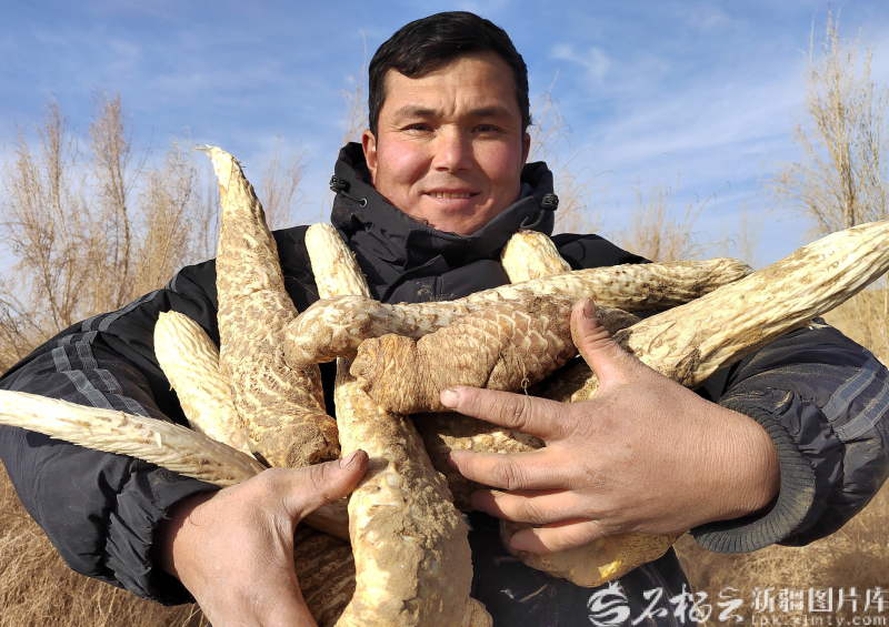 和田县苁蓉小镇万亩梭梭林基地，农户展示刚采挖出来的肉苁蓉（资料图片）。石榴云/新疆日报记者 邹懿摄