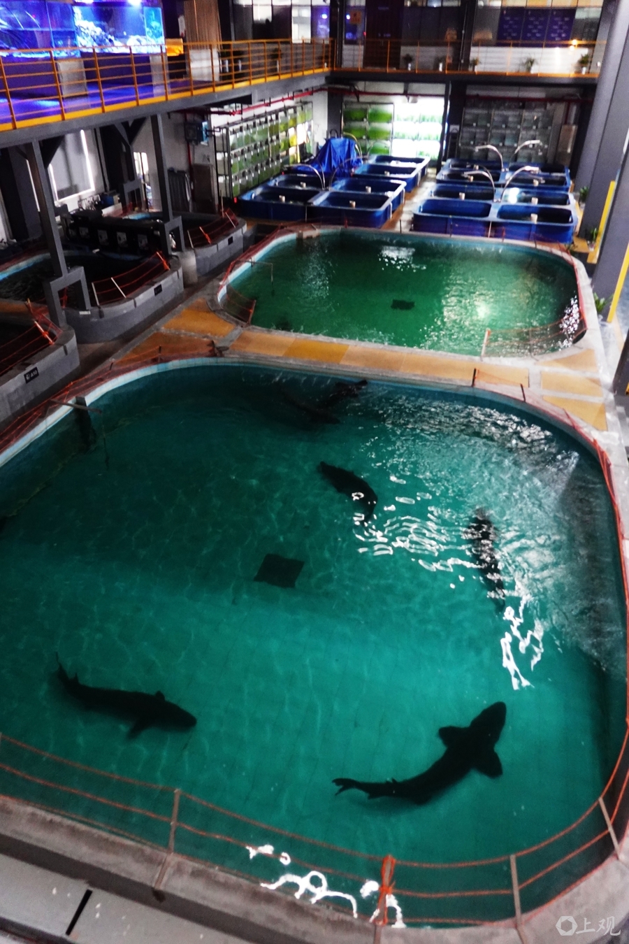 资料图：中华鲟是典型的江海洄游型鱼类，近海栖息，长江繁殖