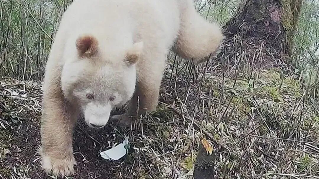 白色大熊猫 图/卧龙国家级自然保护区管理局