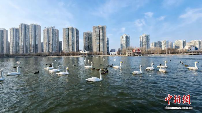 近日,库尔勒市杜鹃河上天鹅成群。马丽娟 摄