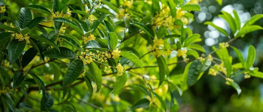 摄图网_700737807_桂花树花开(企业商用).jpg
