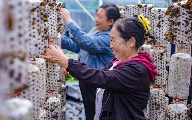 柞水县金米村,村民在大棚内采摘木耳。刘一江摄