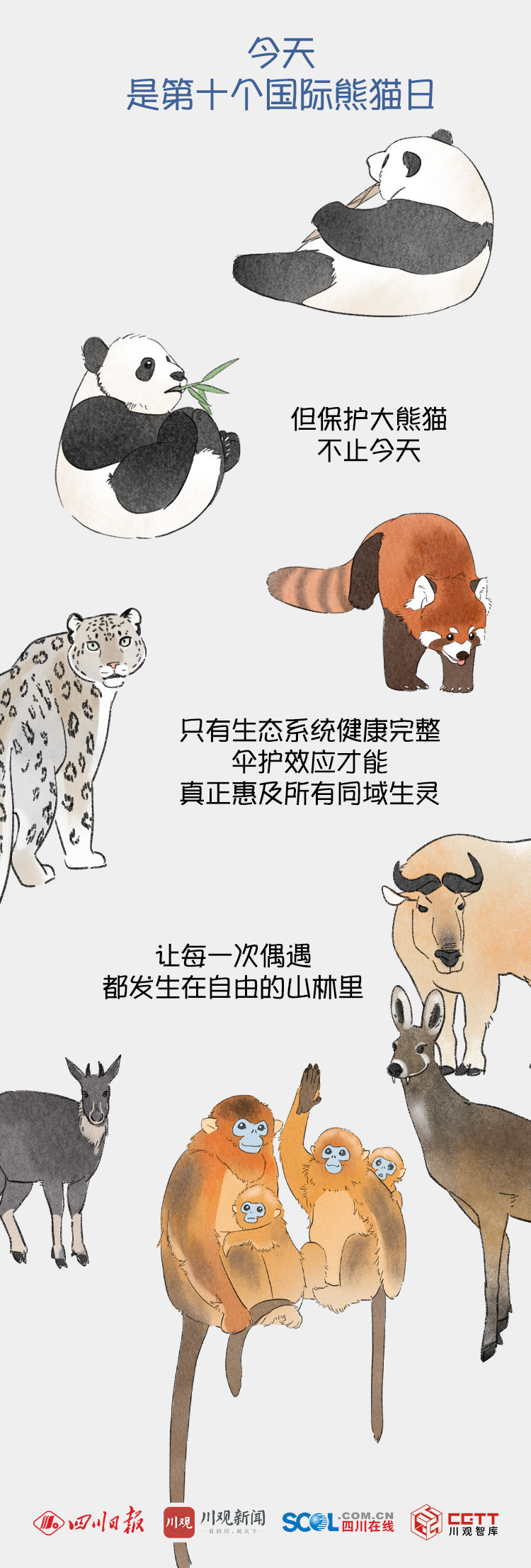 【#如果四川大熊猫当一天博主#】#来看四川野生大熊猫的朋友圈#四川是