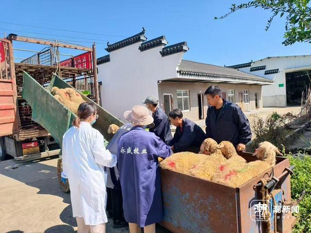 浙江一湖羊原种场 记者 施雯 摄