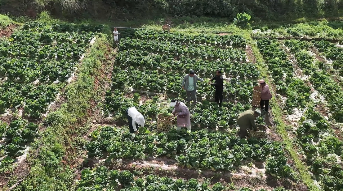 海古簸村村民正在白菜地里采收白菜