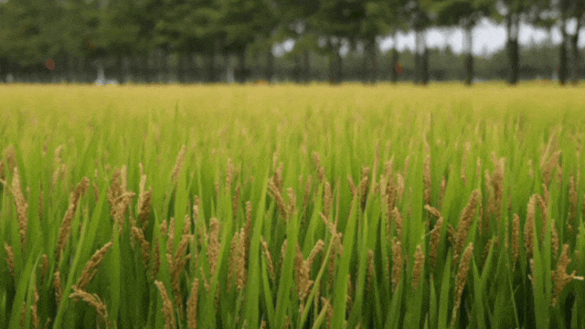 GIF_20261014171043208.gif