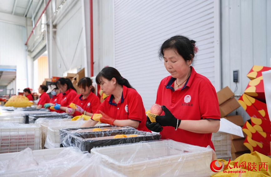 6月16日,在王掌柜数字农业分选中心,工人正对分选后的苹果装箱。人民网记者 孙挺摄