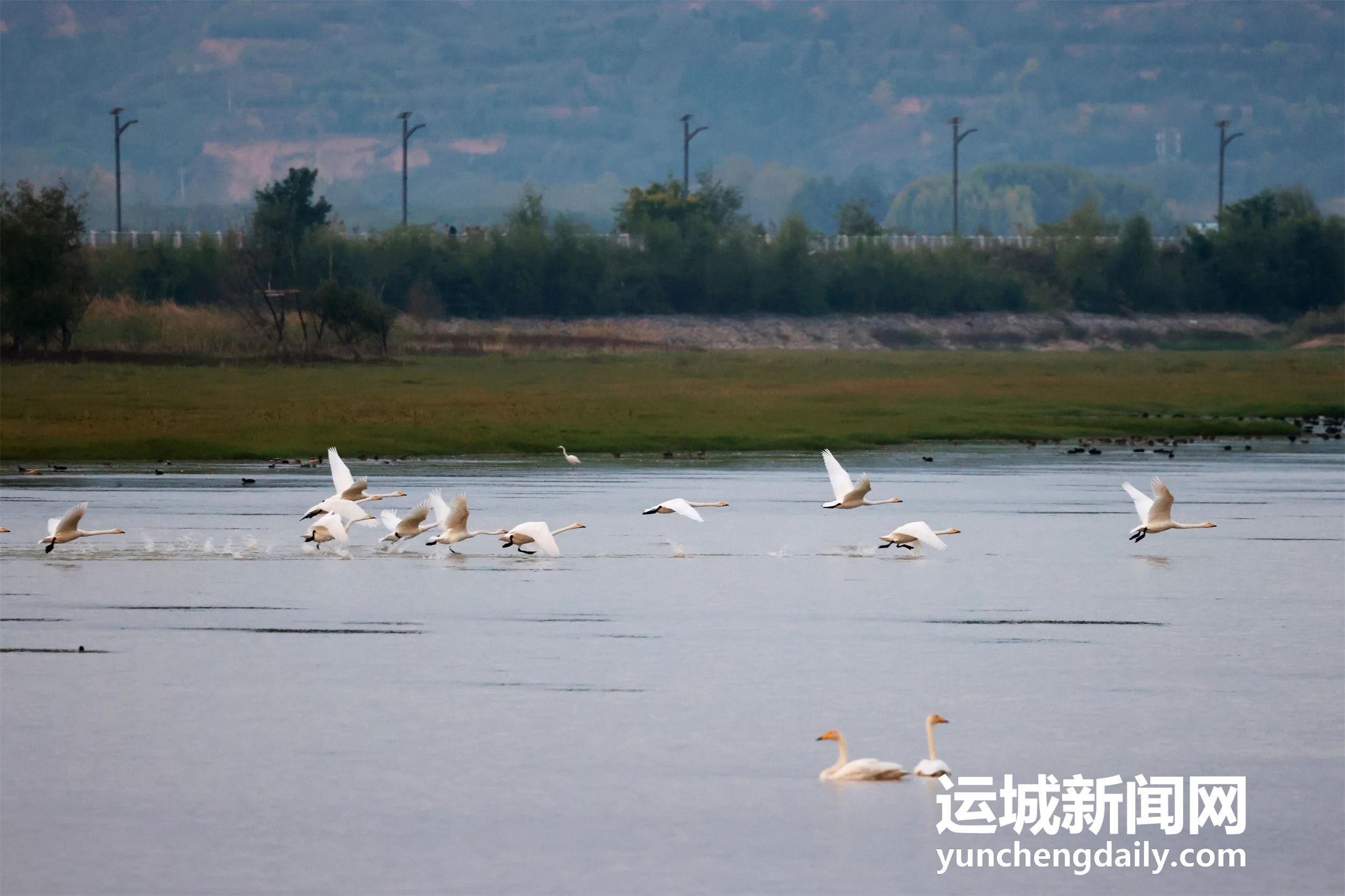 【天鹅栖三湾 湿地入画来】连日降温，百余只越冬的大天鹅如约飞抵平陆黄