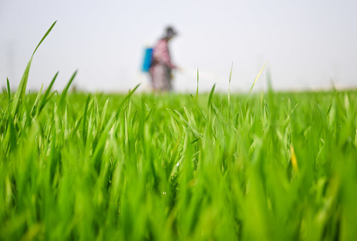 2026年3月20日，在河南省商丘市夏邑县曹集街道刘枣园村，村民在麦田内开展“一喷三防”作业。新华社发（王高超摄）