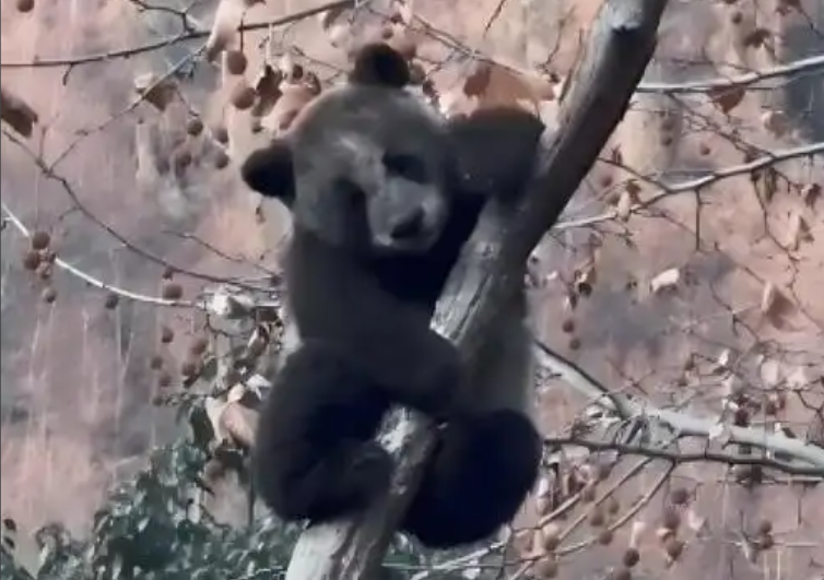 网友镜头记录的“全网最黑”大熊猫 图/视频截图