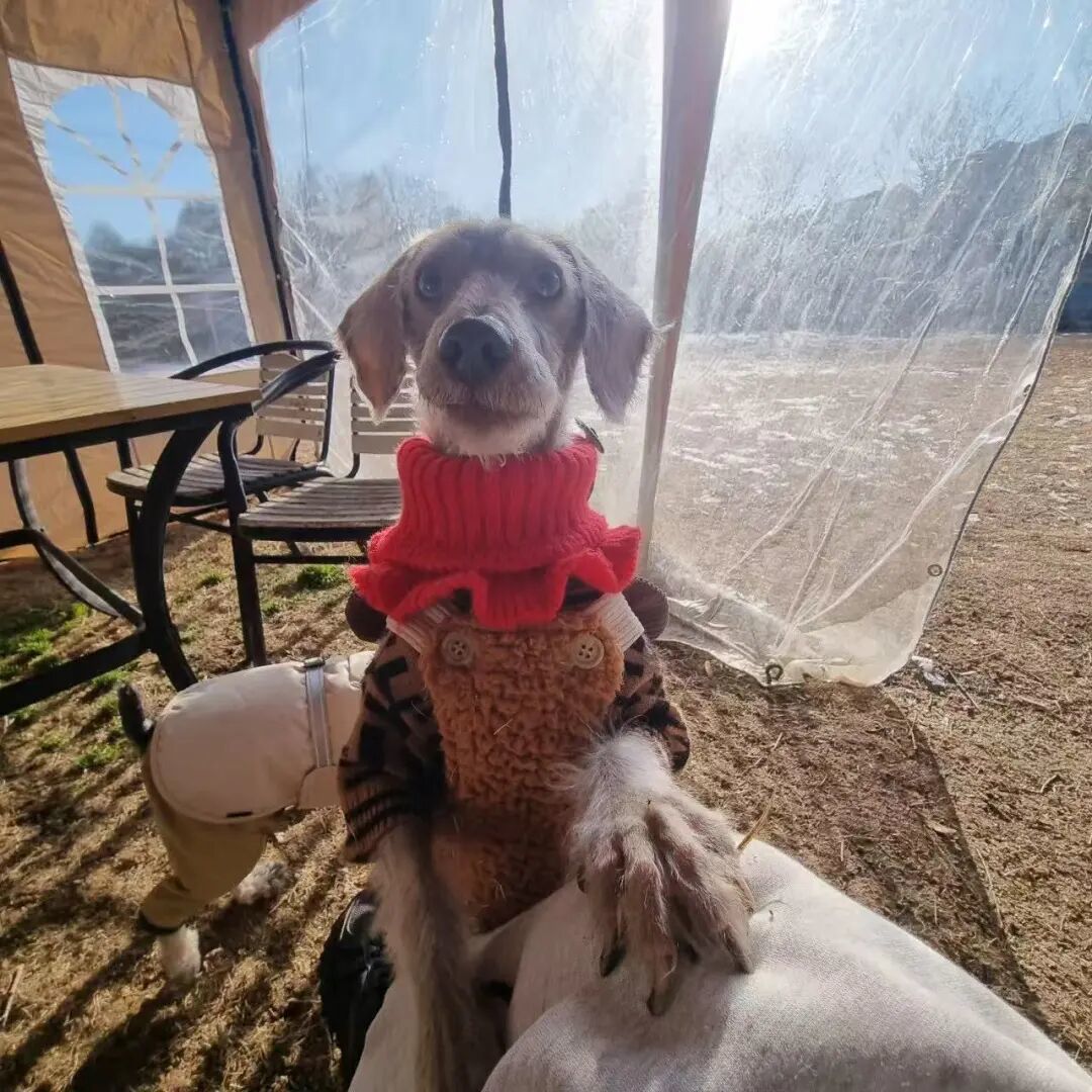 高高。(图/受访者供图)