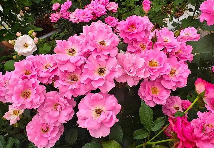 ·蔡艳飞和团队选育的月季新品种。(人民网记者 符皓/摄)