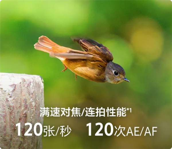 5499元 索尼FE 100-400mm F5.6-8 OSS镜头发布：难民也能打鸟