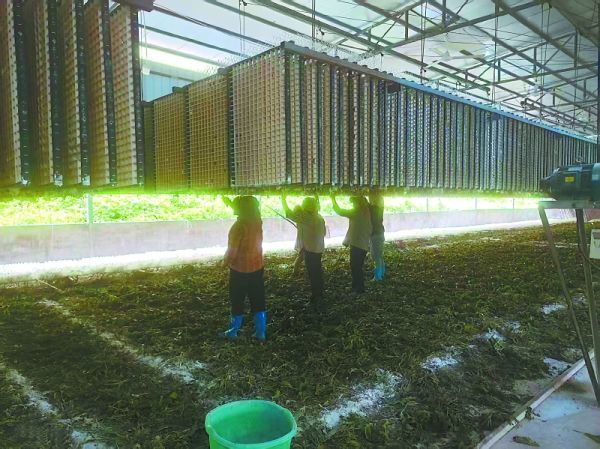 旺峰种植养殖家庭农场里忙碌的工人们。受访者供图