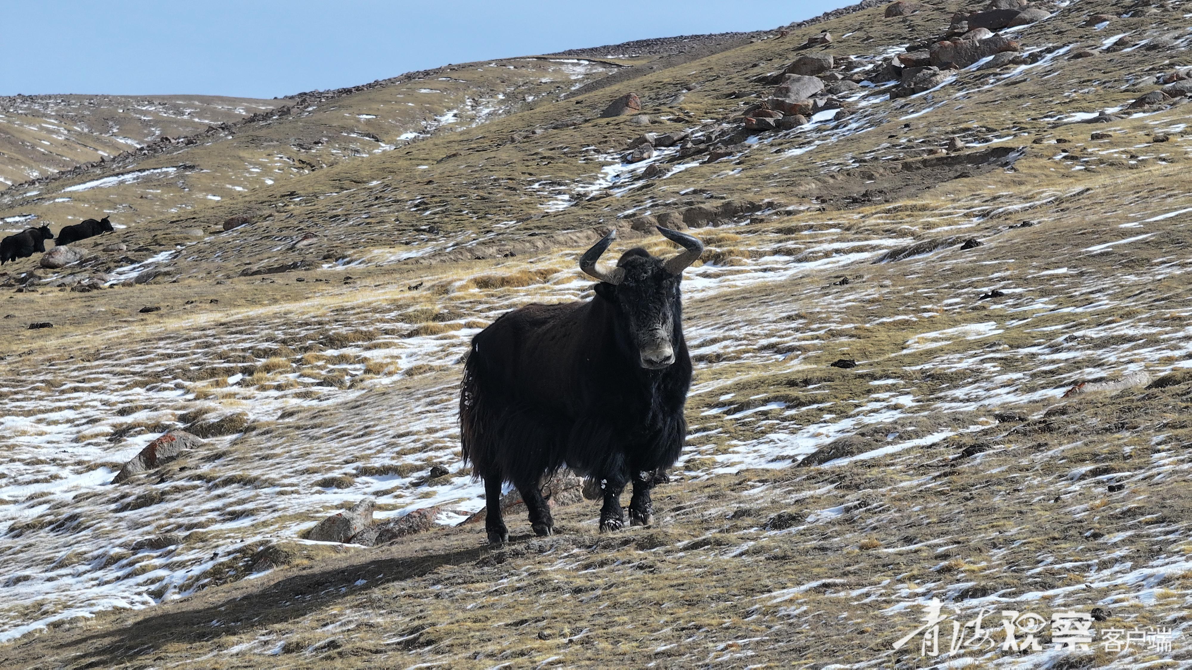 山脊上的野牦牛。青海日报融媒体记者 张多钧 才贡加 摄