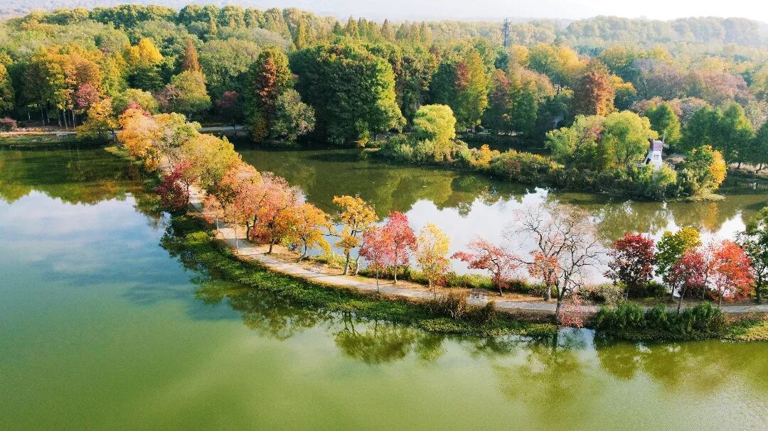摄图网_701883735_南京钟山风景区初秋中山植_(企业商用).jpg