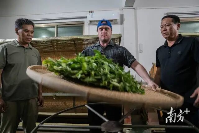 戴伦练习制茶技艺。
