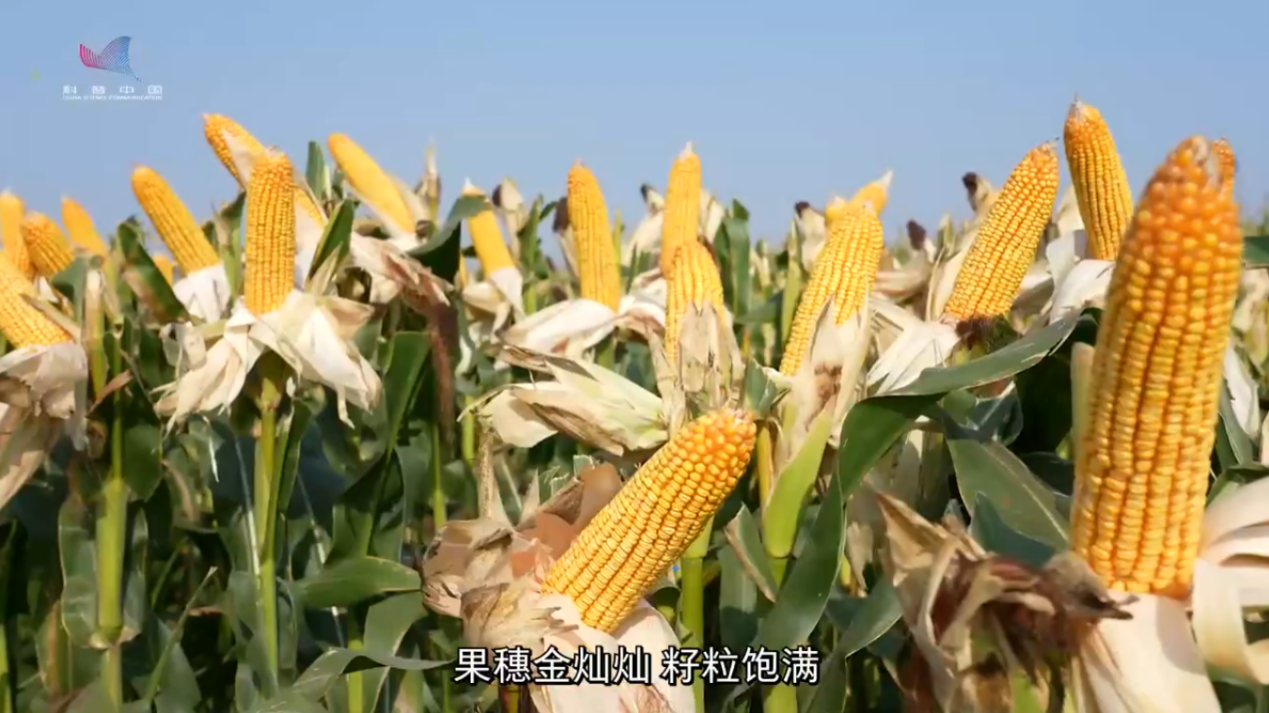 全国粮食安全宣传周|玉米“吨粮田”里的科技密码